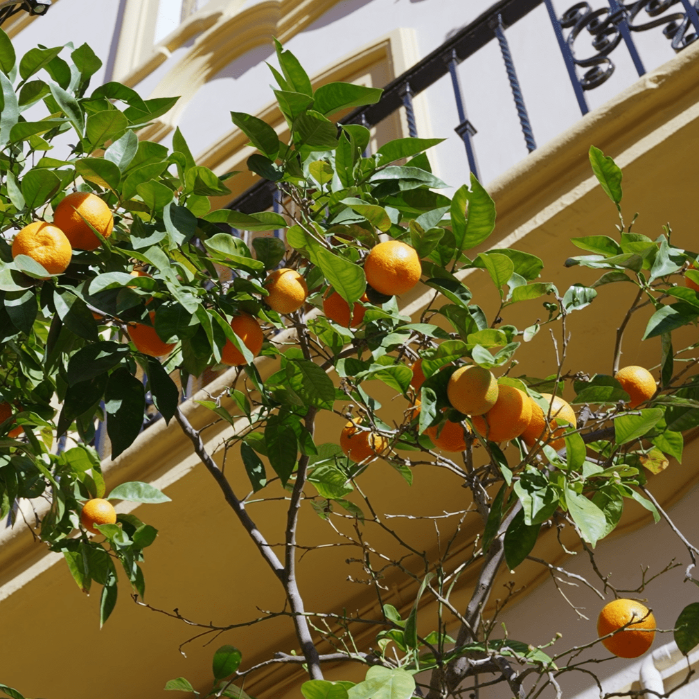 Duftkarte Seville Orange Blossom