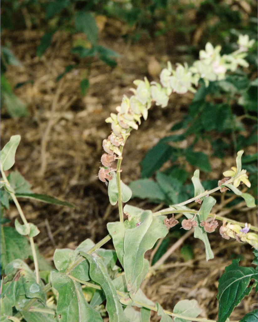 Body Cream Bergamot Patchouli, 200g