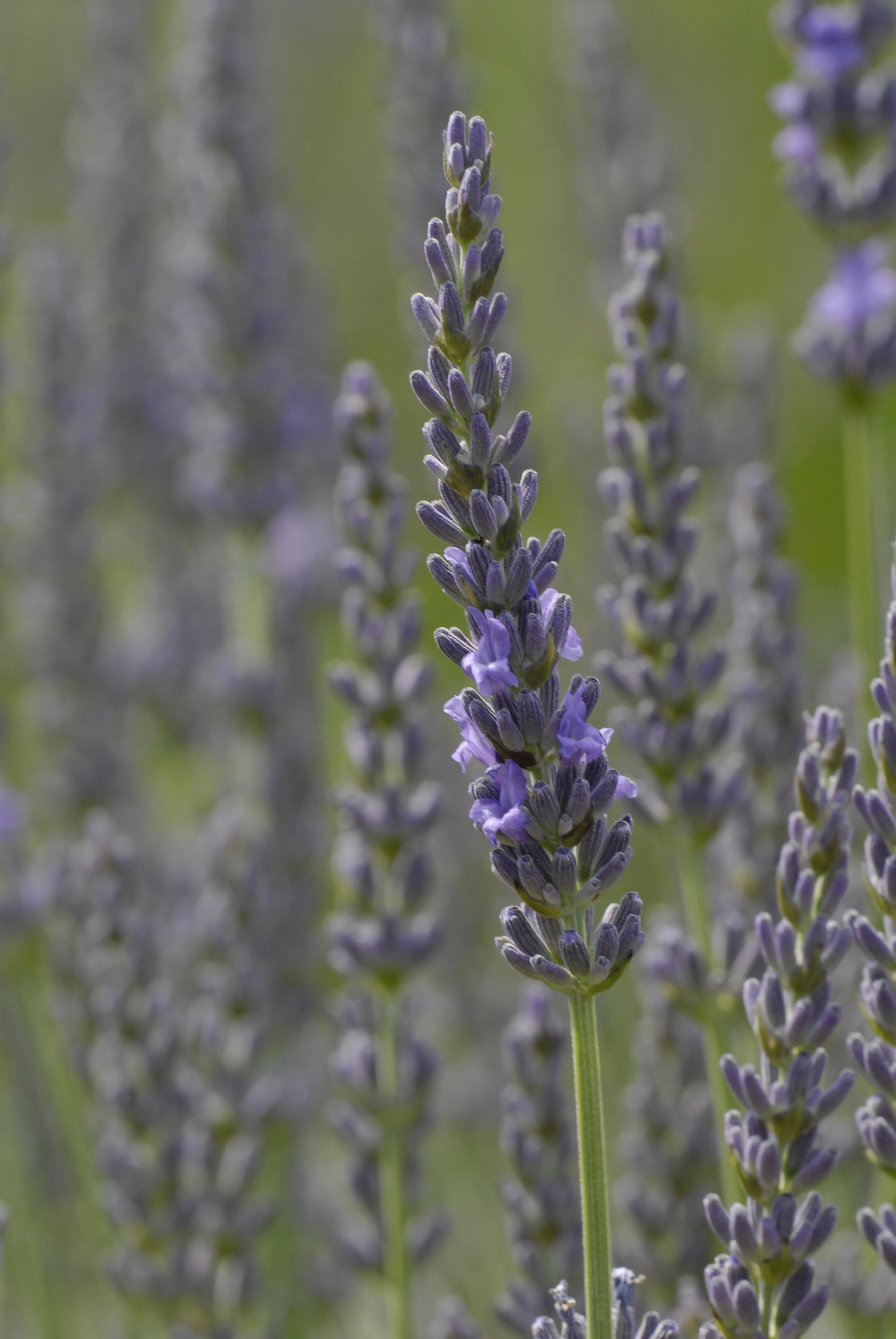 Lavendelwasser bio, 100ml