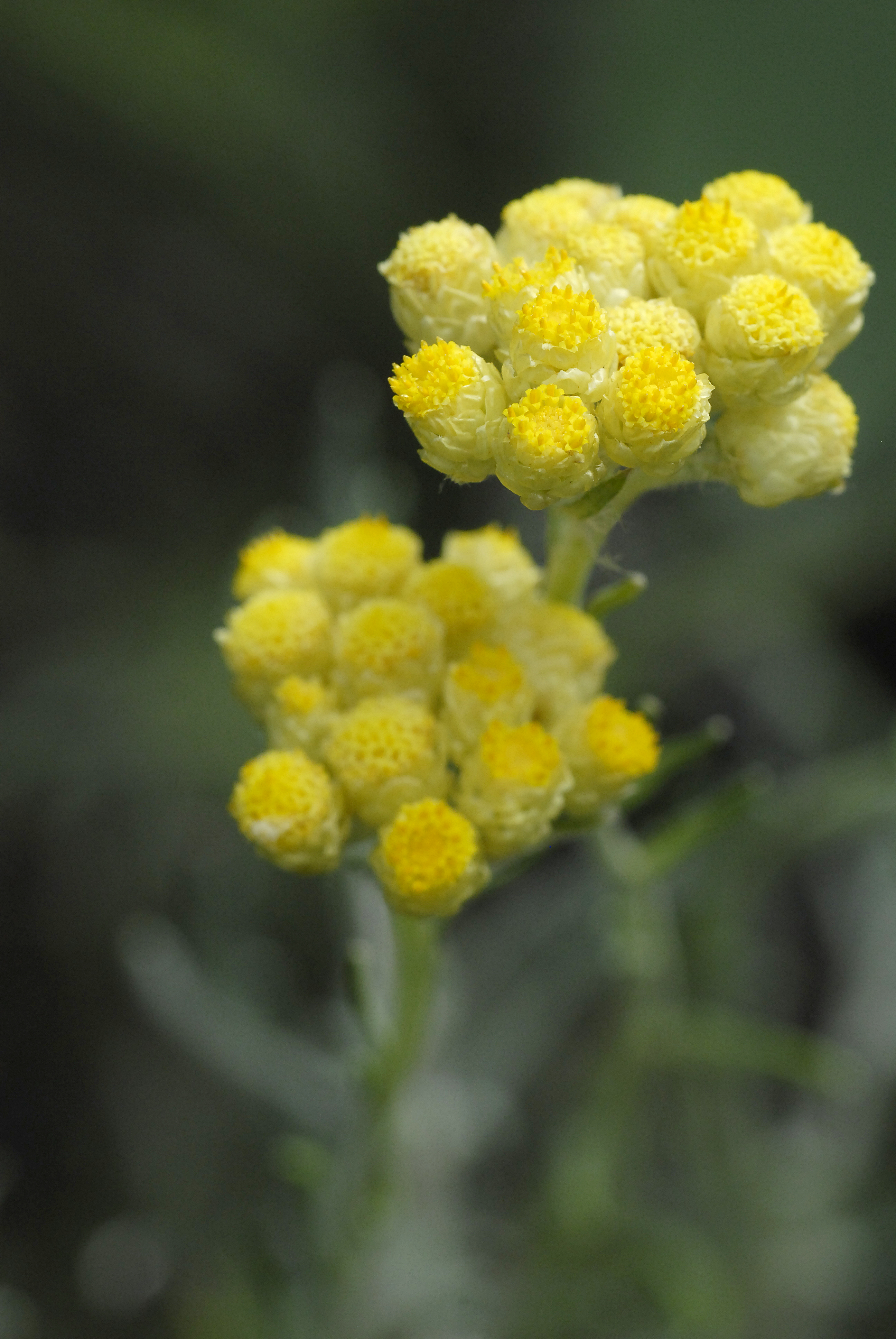 Immortellenwasser bio, 100ml