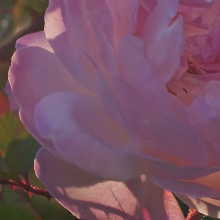 Duftkarte White Pomegranate