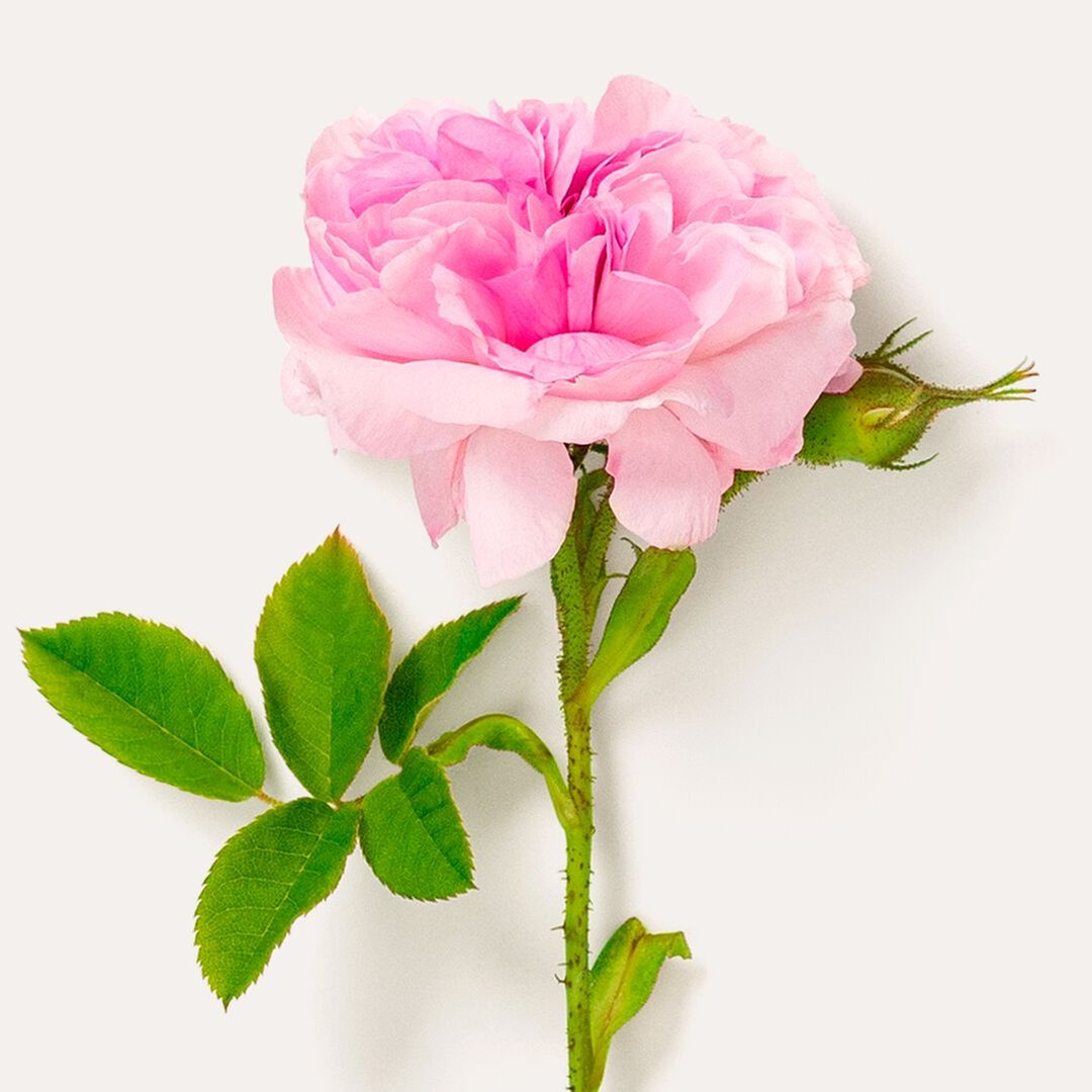 Regeneration Intensiv Öl Elixir, 20ml