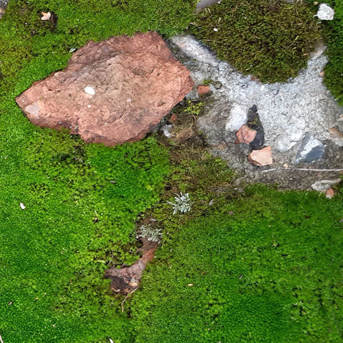 EXTRA Rich Balm Face & Body, 50 ml