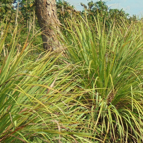 PROTECT Outdoor Spray, 75 ml