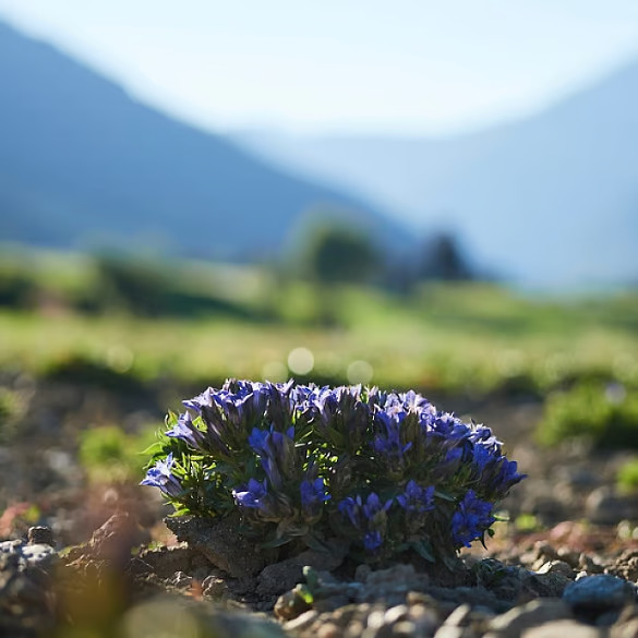 Tagespflege Blauer Enzian & Edelweiß, 40ml